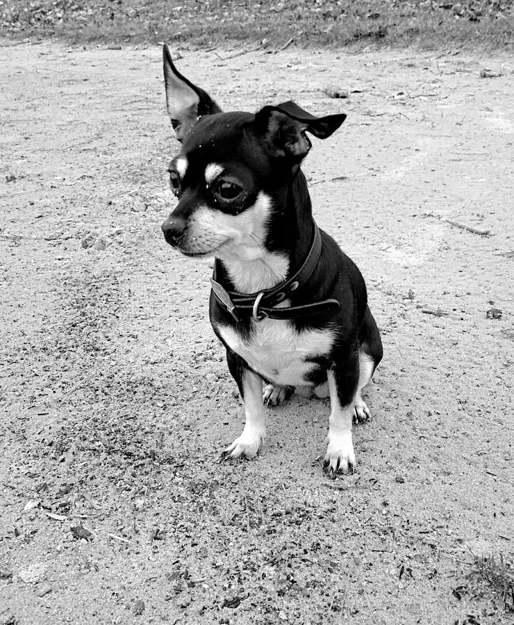 Chihuahua Love Photograph