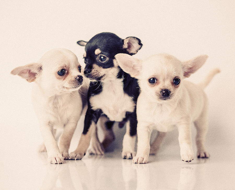 Chihuahua Puppies Photograph by Knape