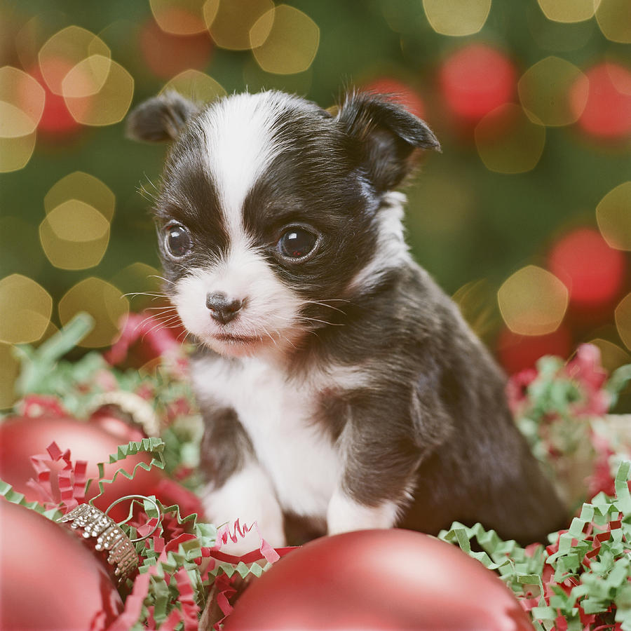Chihuahua Puppy with Christmas baubles, close-up Photograph by GK Hart/Vikki Hart