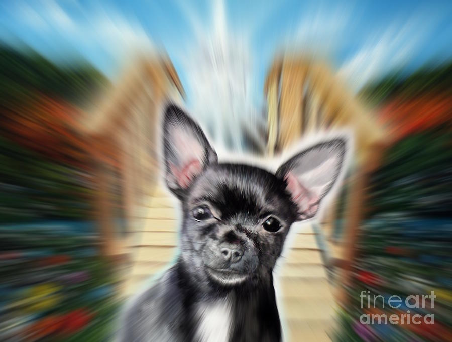 Chihuahua said come with me over the rainbow Mixed Media by Christopher Shellhammer