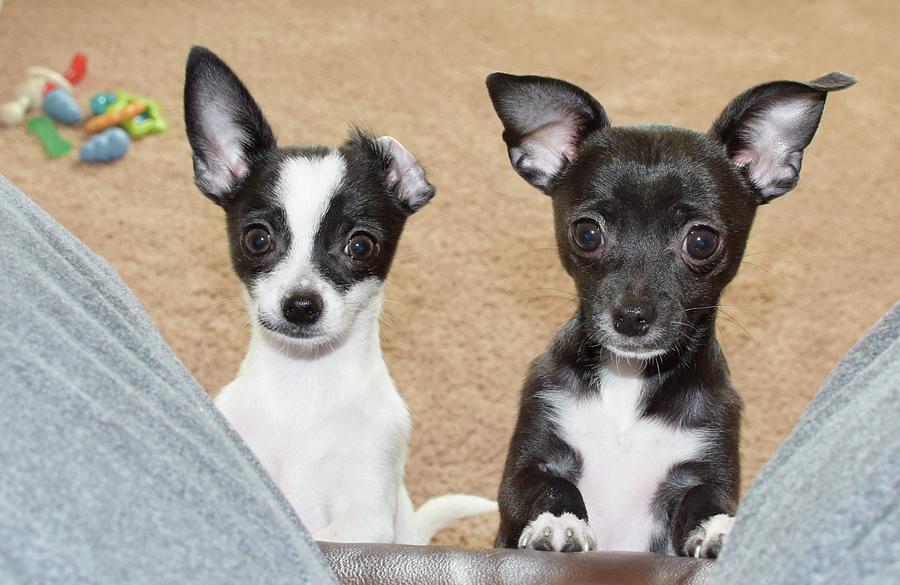 Chihuahua Sisters Photograph by Jeanette Pavolich