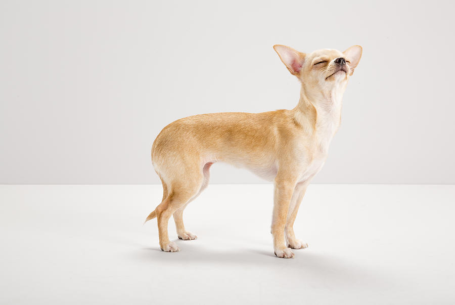 Chihuahua Sniffing Food, Studio, Grey Background Photograph by Jw Ltd