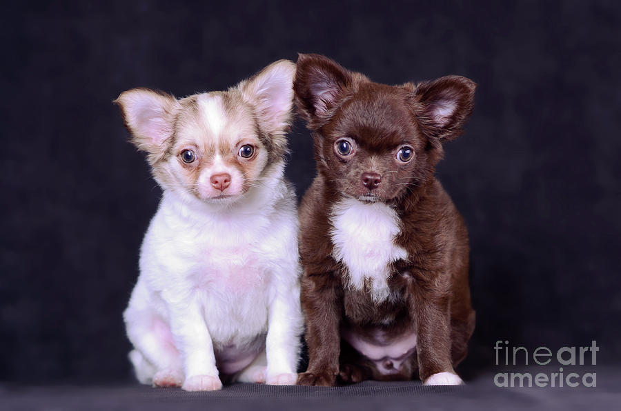 black and white chihuahua dogs