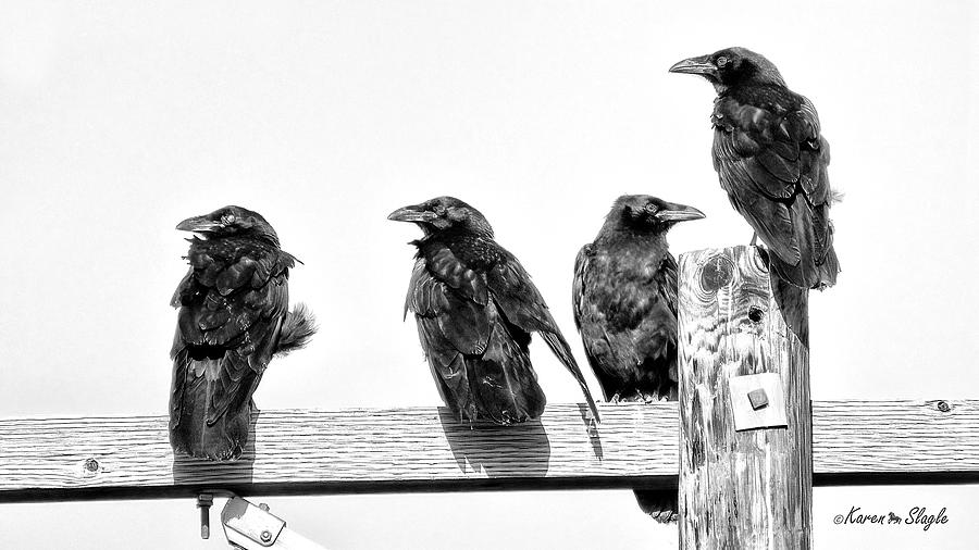 Chihuahuan Ravens Photograph by Karen Slagle