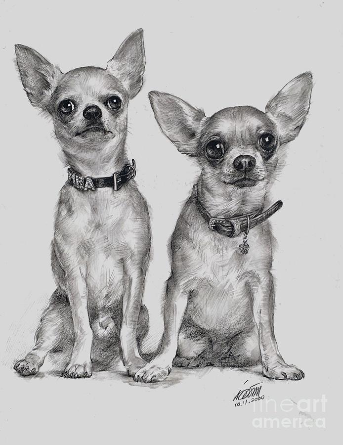 Chihuahua's Portrait By Charcoal Pencil Drawing by Wendy Huang Pixels