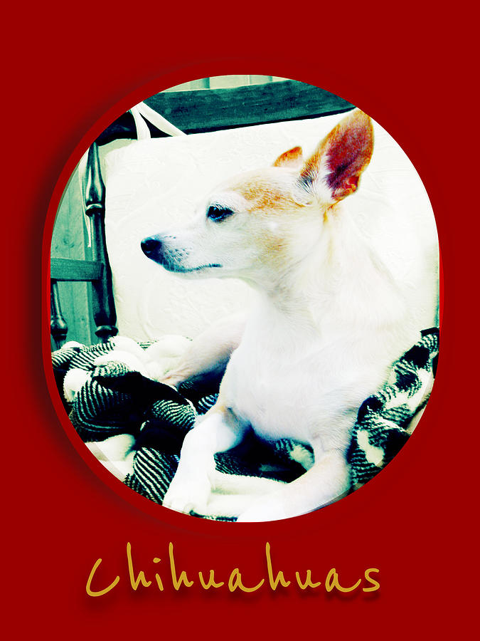  Chihuahuas Poster  Digital Art by Miss Pet Sitter