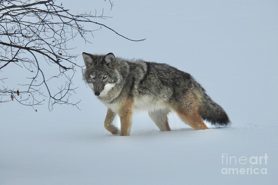 Chilcotin Coyote  Photograph by Nicola Finch