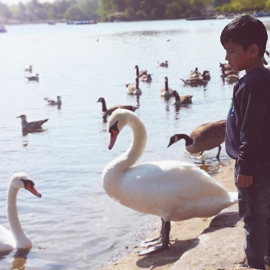 Swan Photograph - Child Dreams with Swans by Rebecca Harman