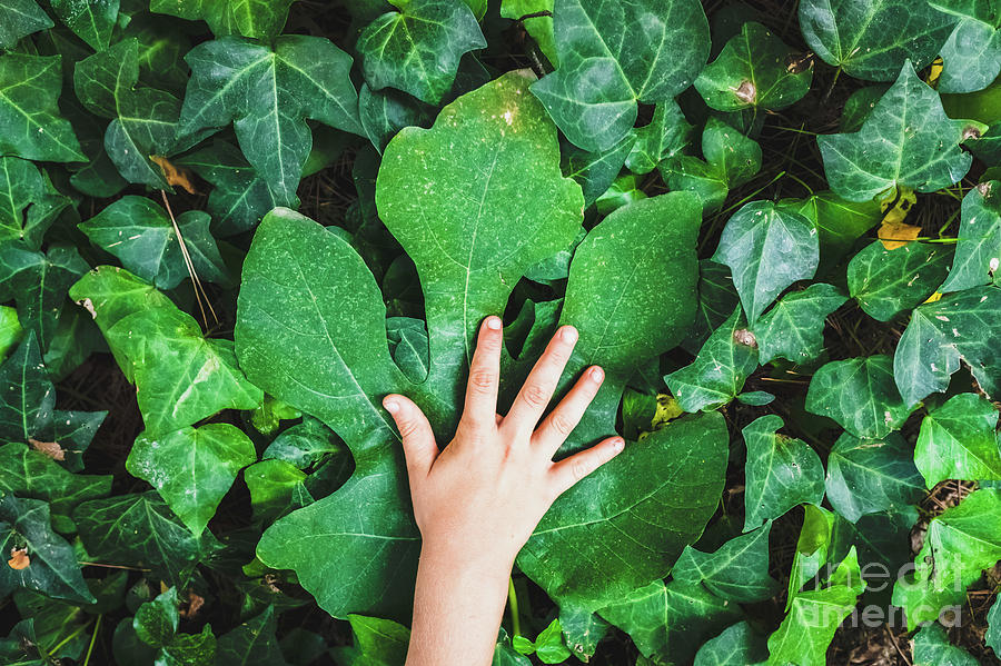 Child Worried About The Environment, Caresses A Large Leaf On Green Natural Background. Photograph