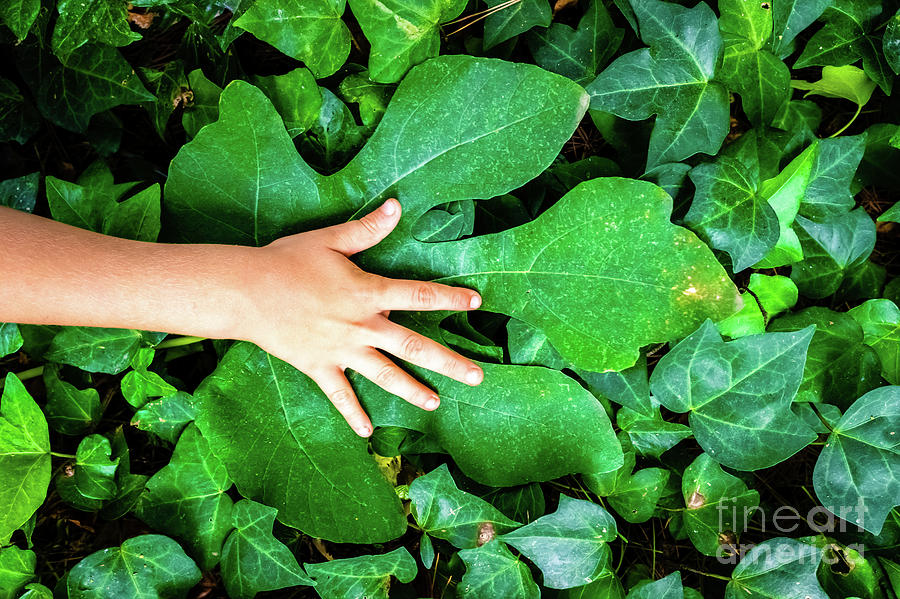 Childs hand on a big green leaf, with natural green leaves background, ecology concept. Photograph by Joaquin Corbalan