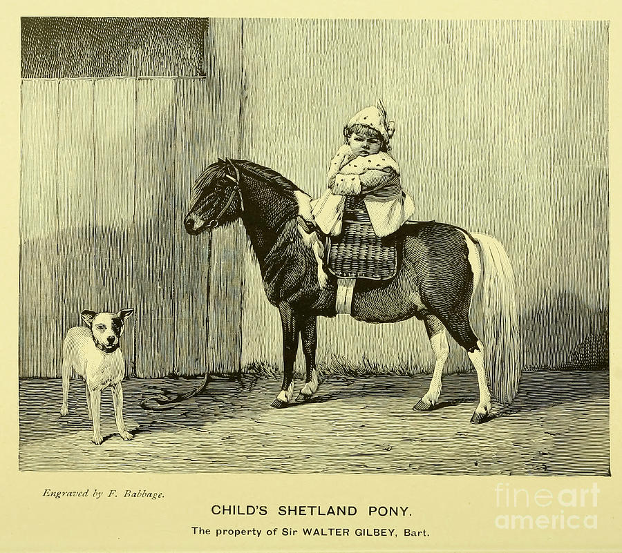 Childs Shetland Pony C5 Drawing