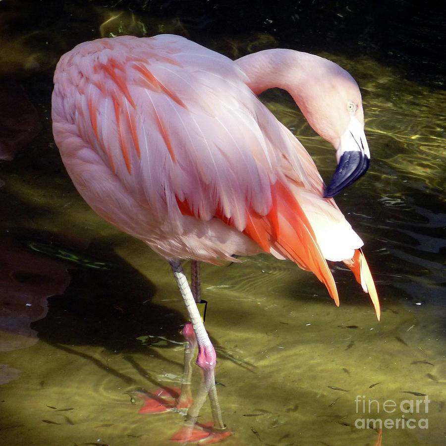 Chilean Flamingo Photograph by Barbie Corbett-Newmin