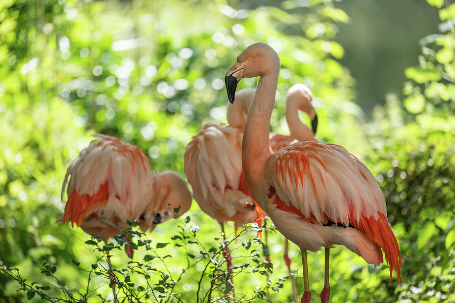 Chilean Flamingos Photograph by Artur Bogacki