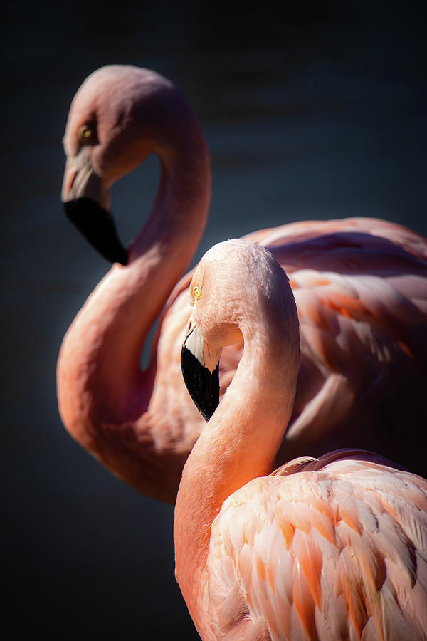 Chilean Flamingos Photograph by Rachel Morrison