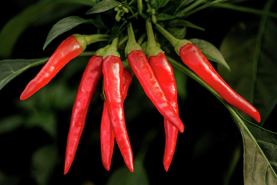 Chili Peppers Photograph by Don Johnson - Fine Art America