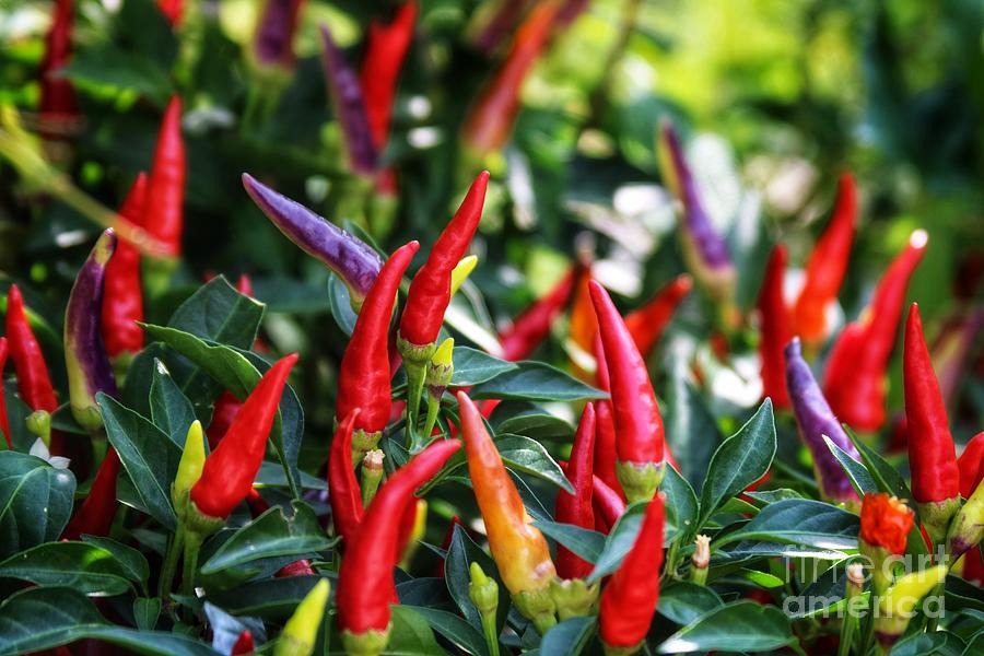 Chili Peppers Photograph by LaDonna McCray