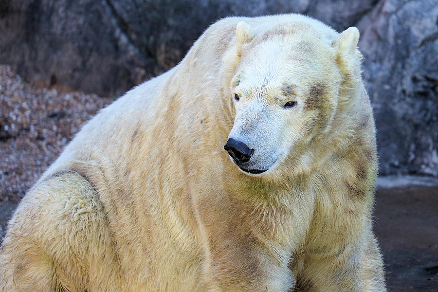 Chill Bear Photograph By Jeffrey Craig 