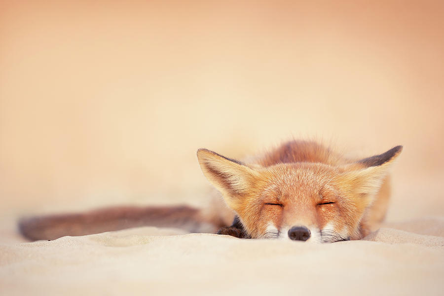 Animal Photograph - Chill Fox Series- Chill Like a Fox by Roeselien Raimond