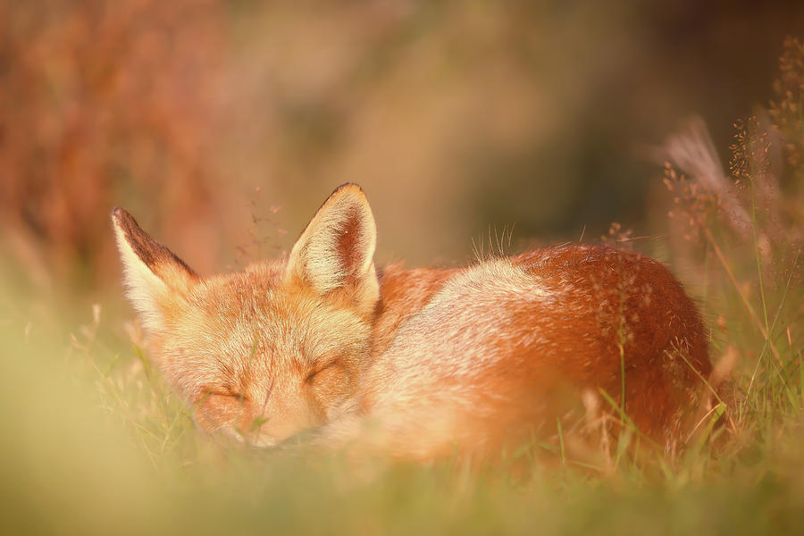 Animal Photograph - Chill Fox Series- Foxy Dreams by Roeselien Raimond