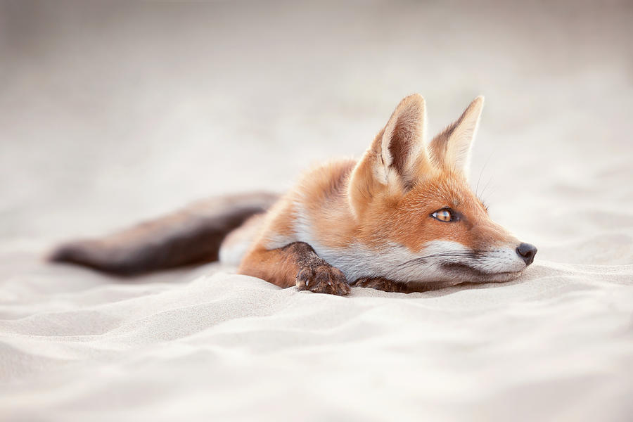 Fox Photograph - Chill Like a Fox by Roeselien Raimond