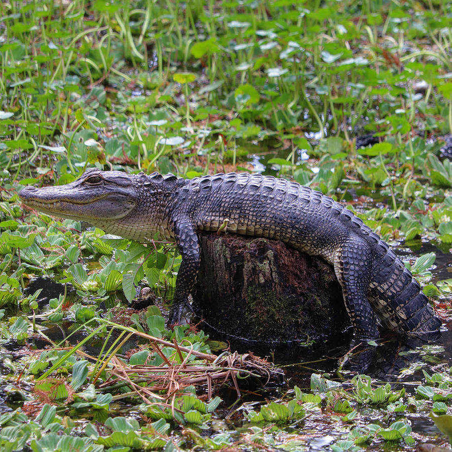 Chillaxed little alligator Photograph by Jeni Tirnauer - Fine Art America