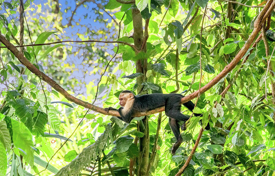 Chillaxin in the Rainforest, Manuel Antonio Photograph by Marcy Wielfaert