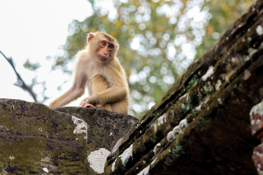 Chilled Monkey #2 Photograph by Brian M Lumley - Pixels