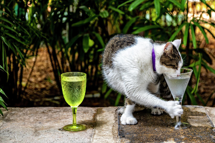 Cat Photograph - Sauvignon Blanc or a Gin Martini? by Kay Brewer