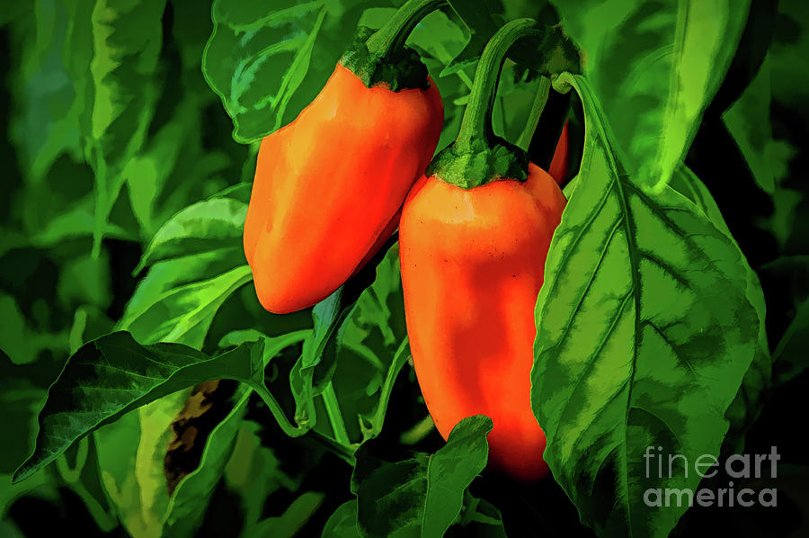 Chilli Pepper Madness Photograph by Diana Mary Sharpton