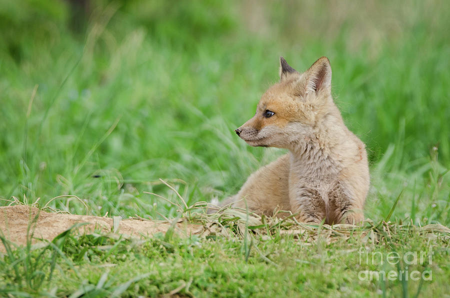 Chillin Baby Red Fox Pup in Meadow Animal / Wildlife Photograph Photograph by PIPA Fine Art - Simply Solid