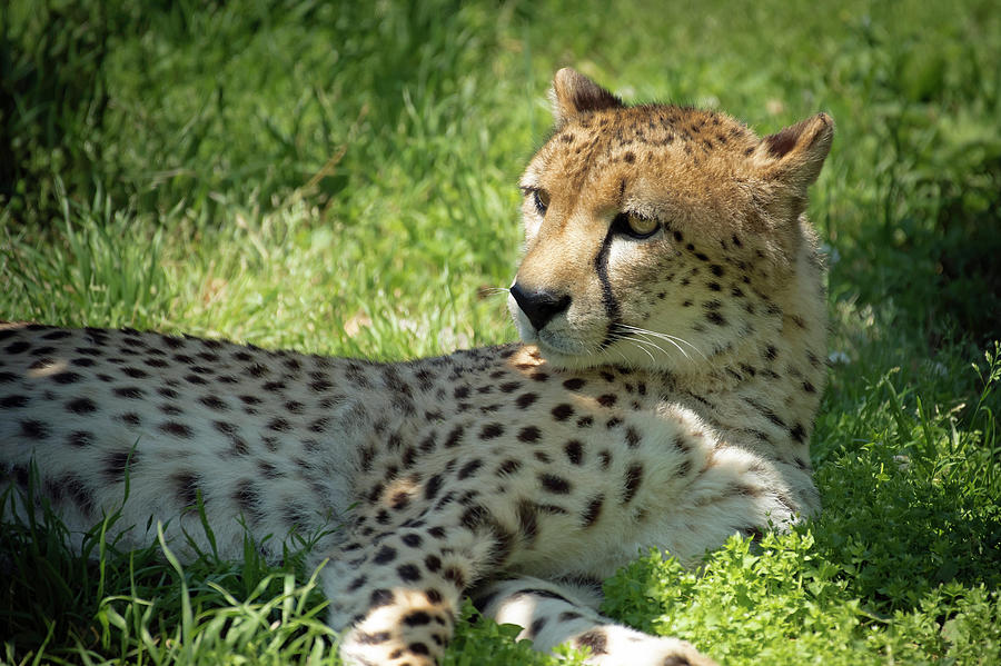 Chillin Cheetah Photograph by Jamie Pattison