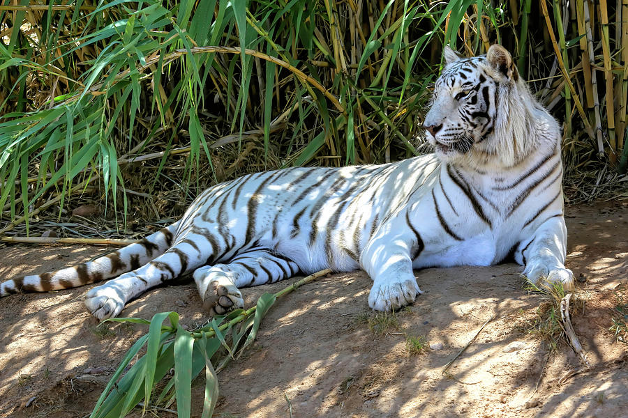 Tiger Photograph - Chillin in the Bamboo Shade by Donna Kennedy