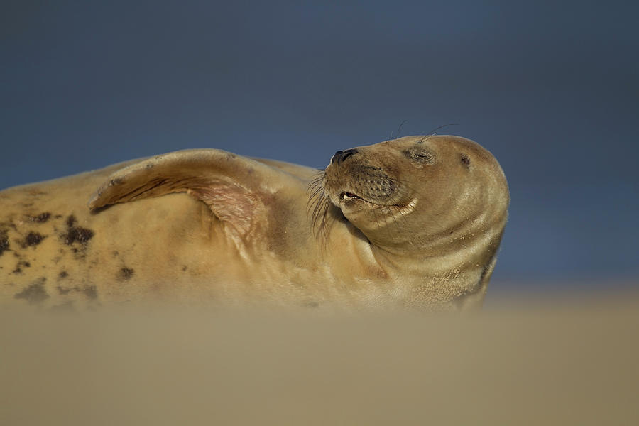 Chillin on the beach Photograph by Kevin Sawford - Fine Art America