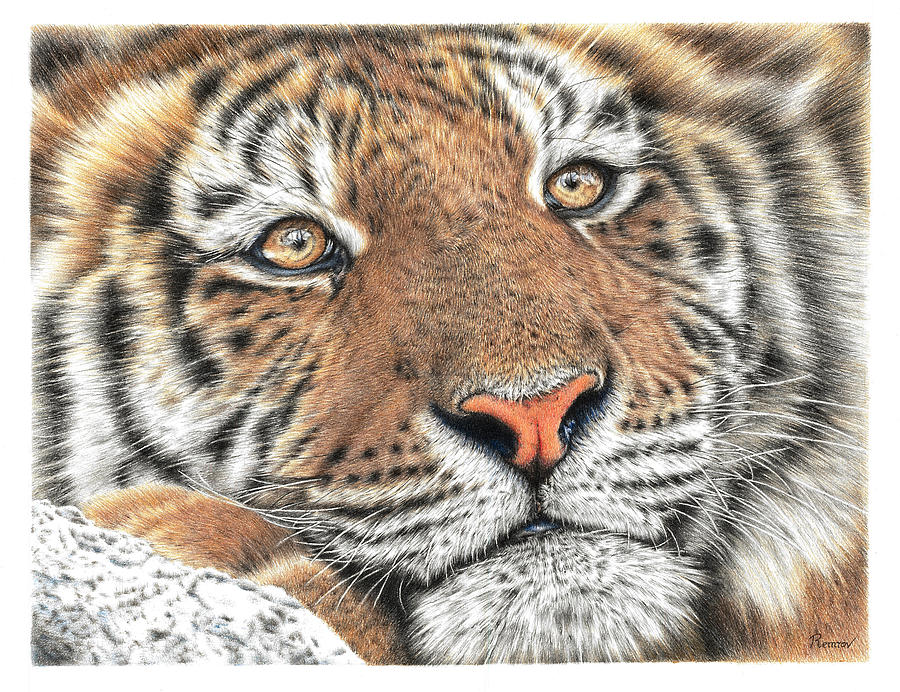 Wildlife Drawing - Chillin Tiger by Casey Remrov Vormer