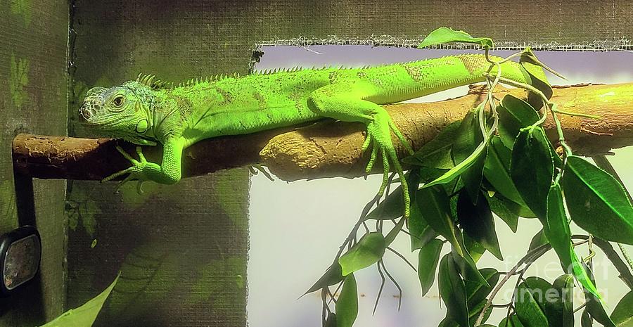 Chilling Iguana Photograph by Elena Pratt