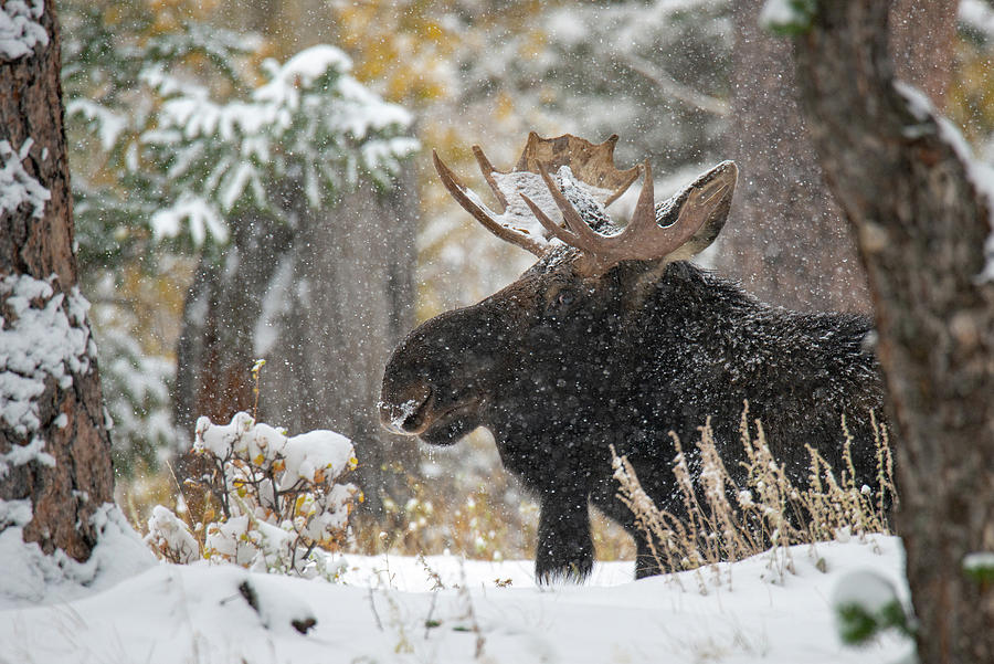 Chilling in the Snow Photograph by Darlene Bushue
