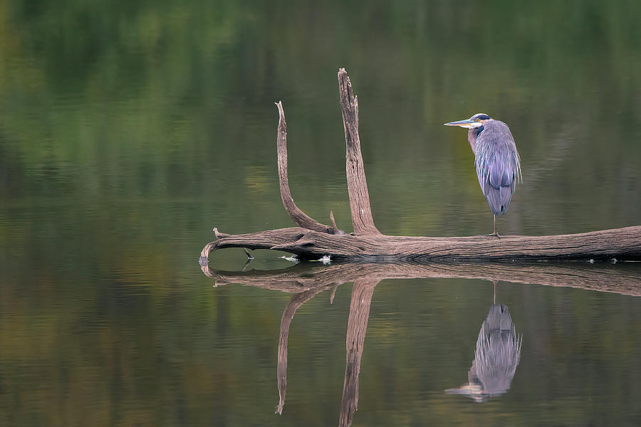 Heron Photograph - Chilling Out by Ray Silva