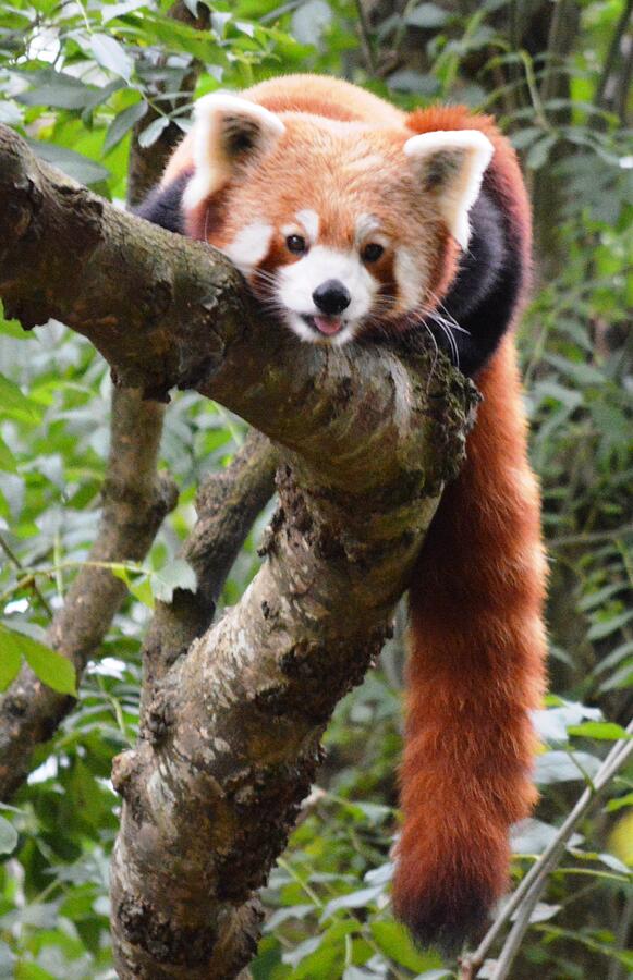 Chilling Red Panda Style Photograph by Rosanna Maria - Pixels