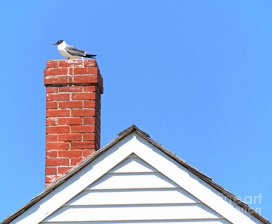 Chimney Bird Photograph by Gary Richards - Fine Art America