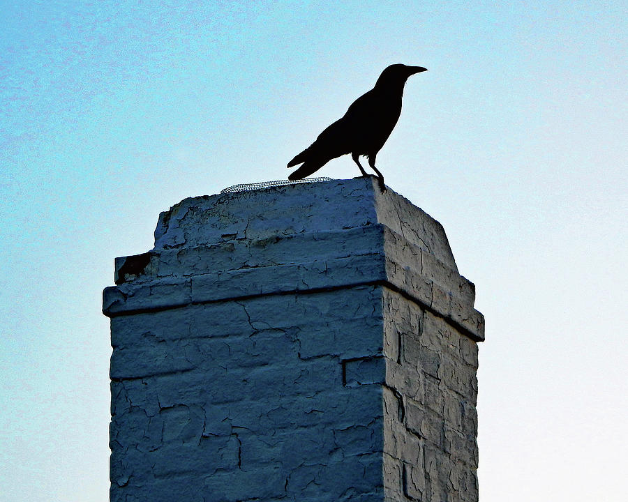 Chimney Crow Photograph by Andrew Lawrence
