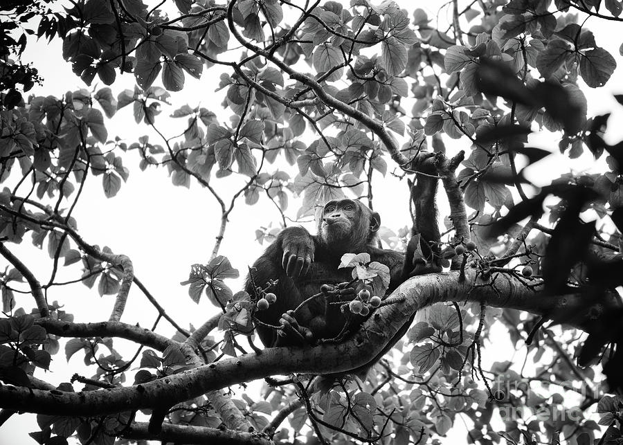 Chimp in a Tree Photograph by Jamie Pham