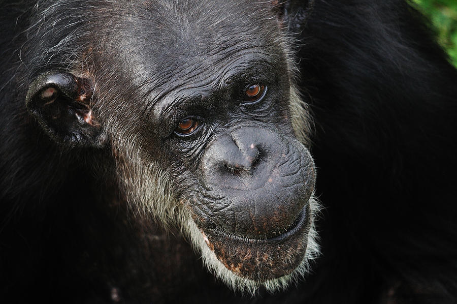 Chimp portrait Photograph by Marc Vidal
