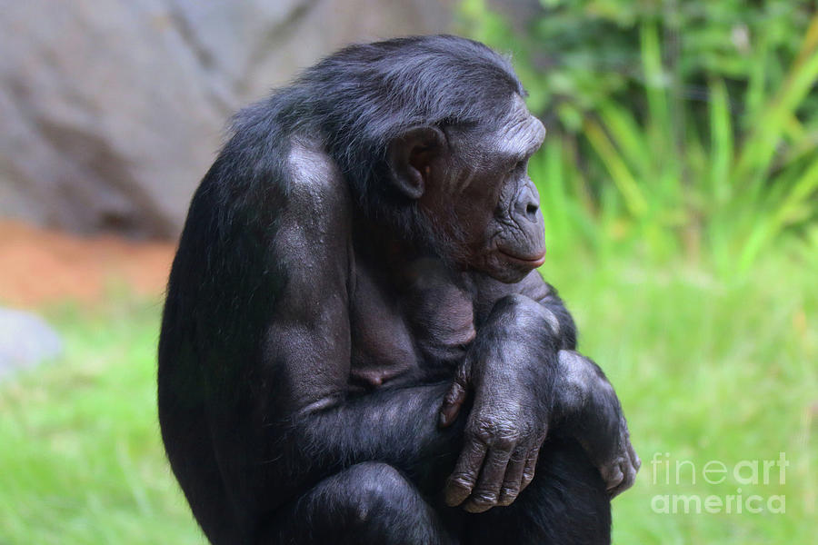 Chimpanzee Photograph by Edward R Wisell