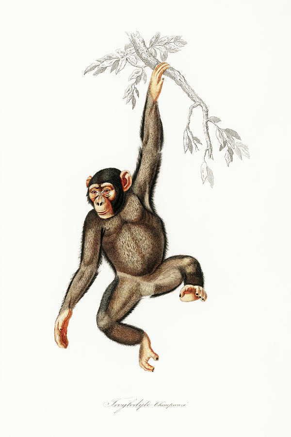 Wildlife Drawing - Chimpanzee #1 by Charles Dessalines DOrbigny
