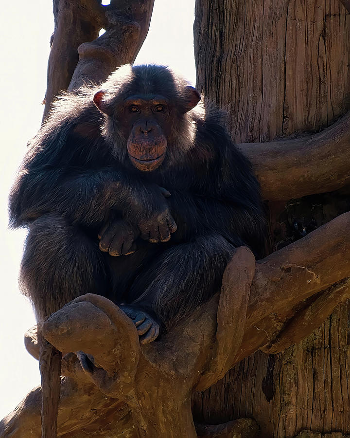 Chimpanzee in a tree Photograph by Flees Photos