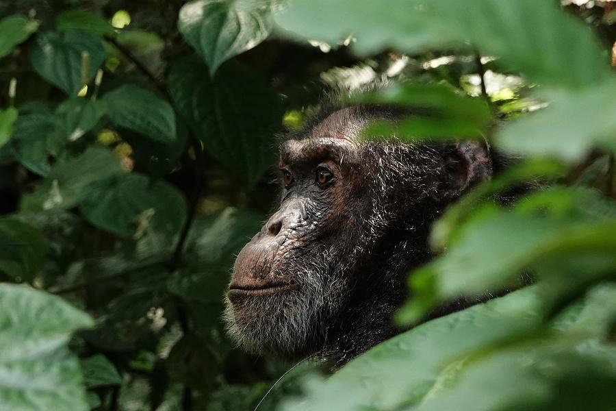 Chimpanzee in Virunga Photograph by Melihat Veysal