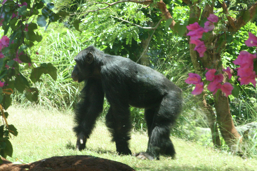 Chimpanzee Photograph by Mary Mikawoz