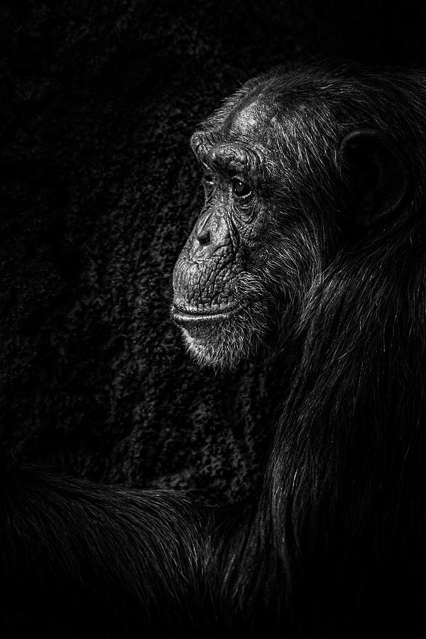 Chimpanzee Photograph by Mike Burgquist - Fine Art America