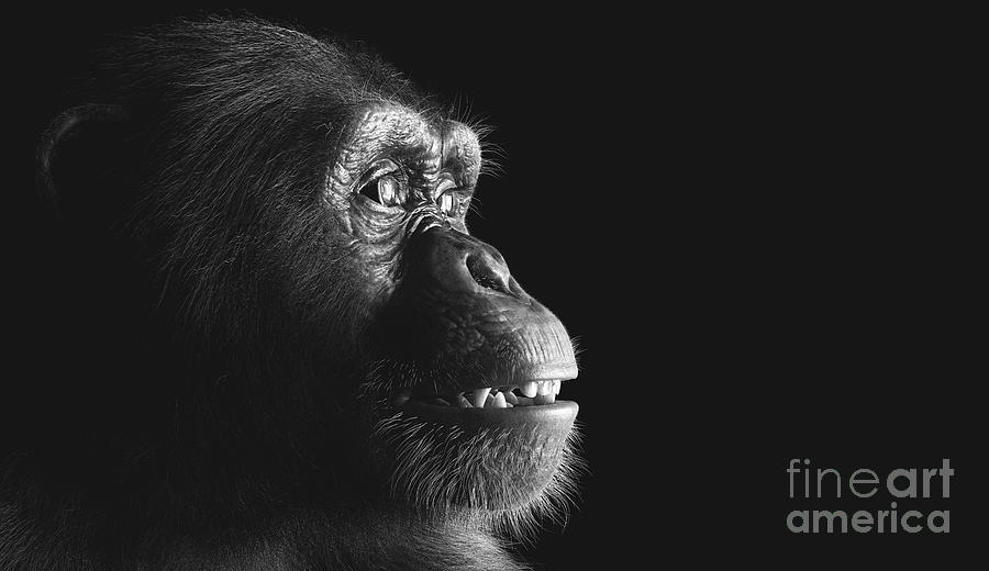 Chimpanzee monkey portrait on black Photograph by Michal Bednarek ...