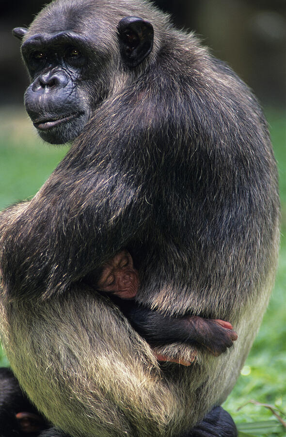 Chimpanzee (Pan troglodytes) hugging young, sitting on grass,  close-up Photograph by Anup Shah